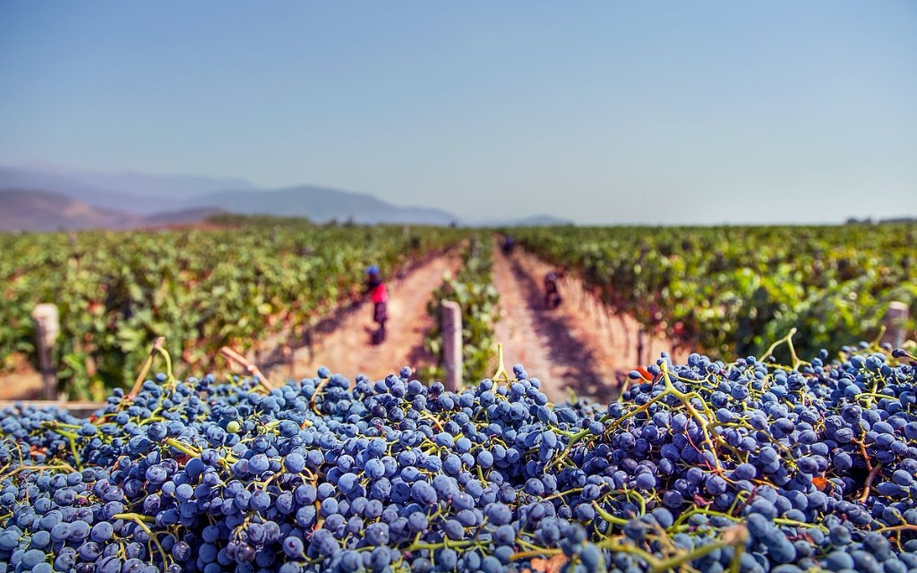 Freshly harvested dark grapes with vineyard rows and mountains beyond