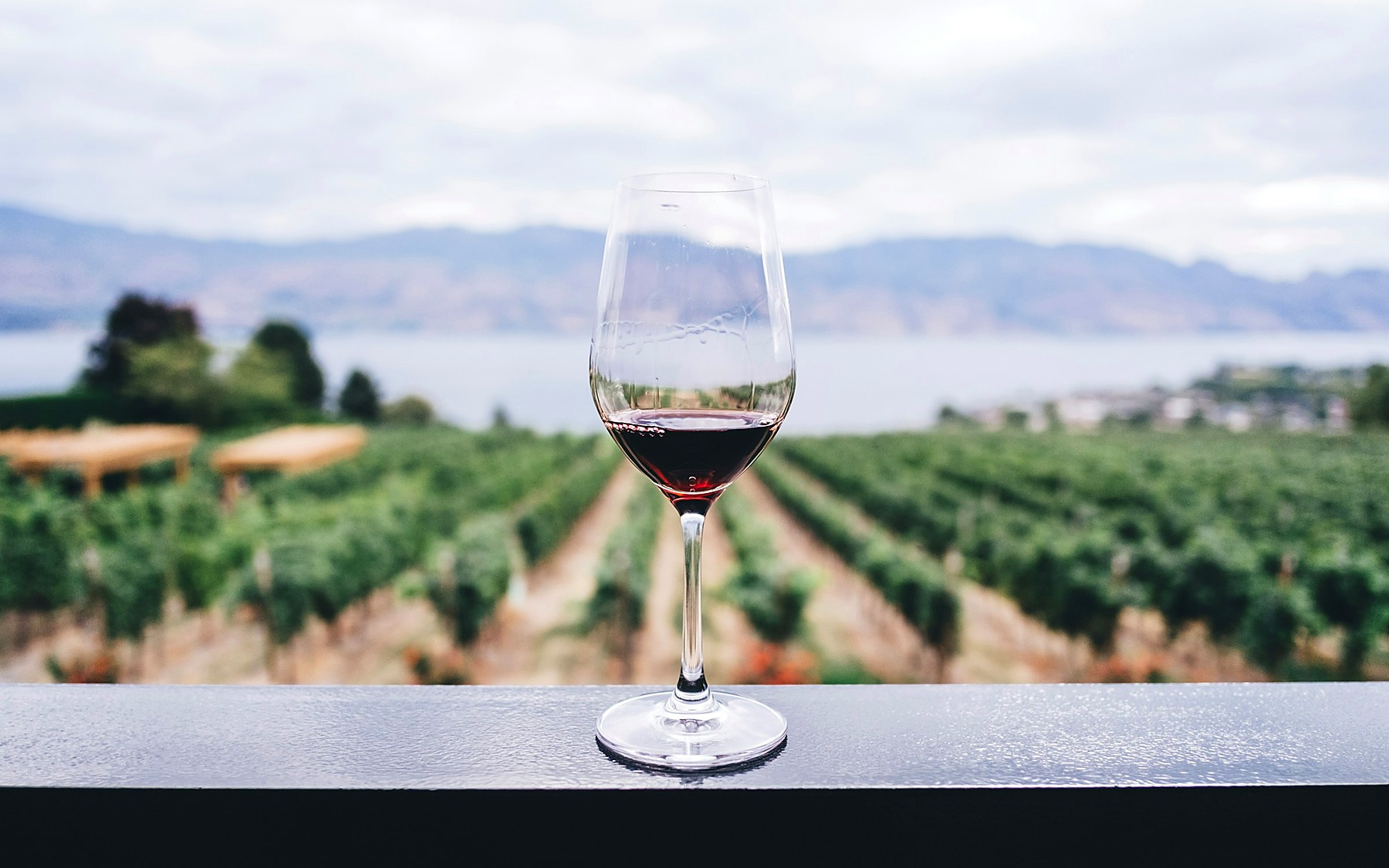 Glass of red wine against vineyard rows and distant mountains