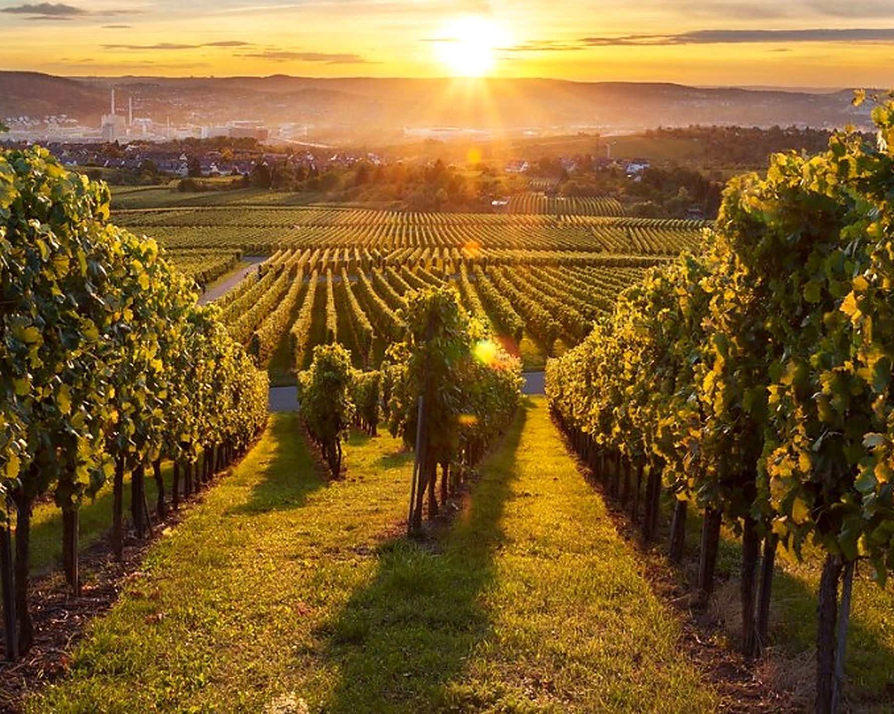 Golden-hour view between vineyard rows with ripe grapes and the sun on the horizon