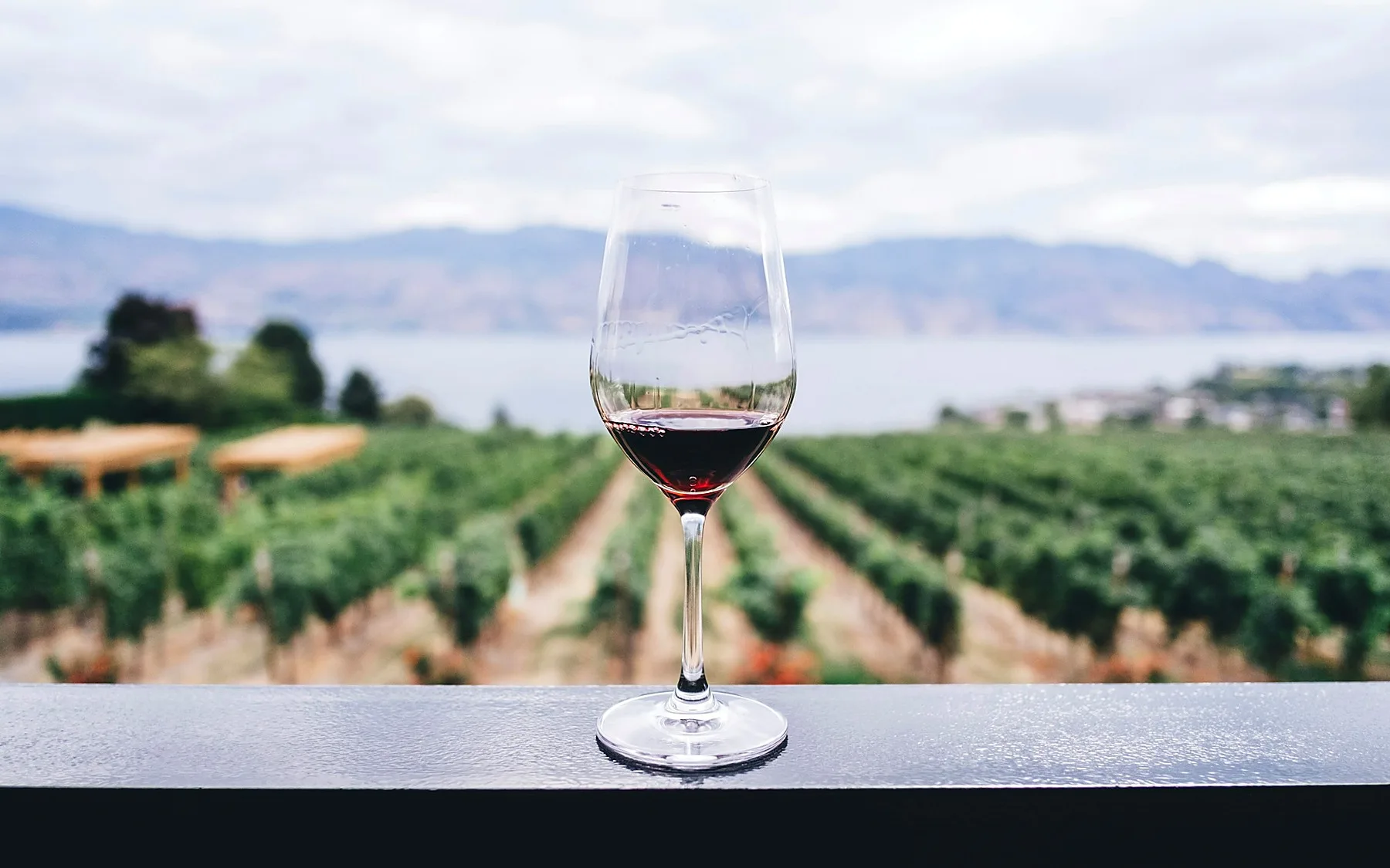 Glass of red wine against vineyard rows and distant mountains