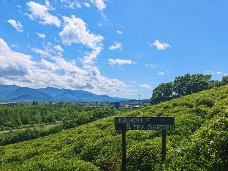 Tea house and tea garden on a hillside plantation in Guria